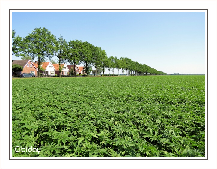 Hennepveld in Nederland - Dicht bladerdek